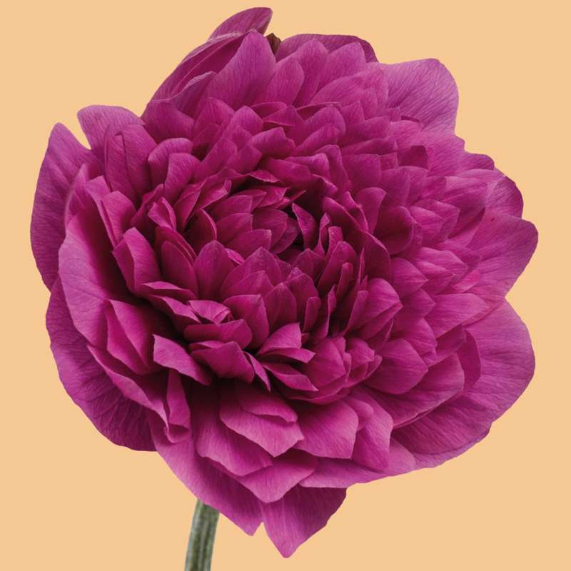 Anemone 'Levante® Fucsia'
